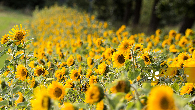 田野里巨大的黄色向日葵盛开着图片素材