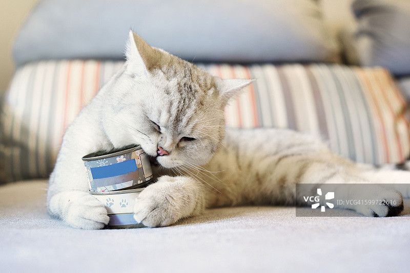 灰色短毛猫用嘴开罐头图片素材