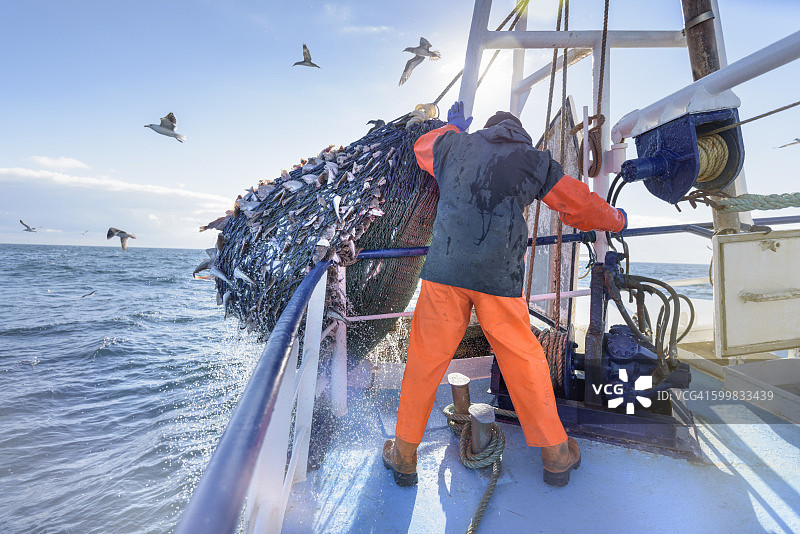 渔夫将装满鱼的网倒进拖网渔船的船舱图片素材