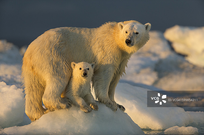 北极熊和幼崽，浅水湾，努勒维特，加拿大图片素材
