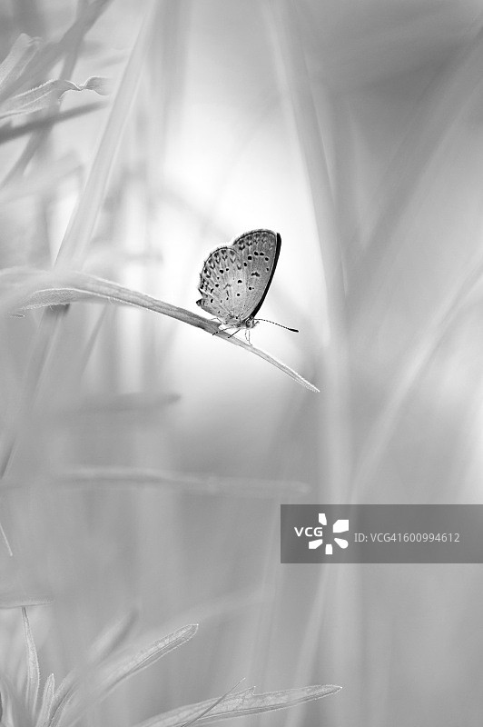 一只热带蝴蝶栖息在草地上。图片素材
