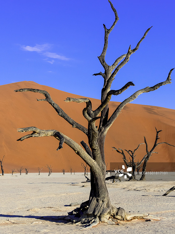 纳米比亚，纳米比亚瑙克卢夫特，死谷，沙丘前的死骆驼刺图片素材