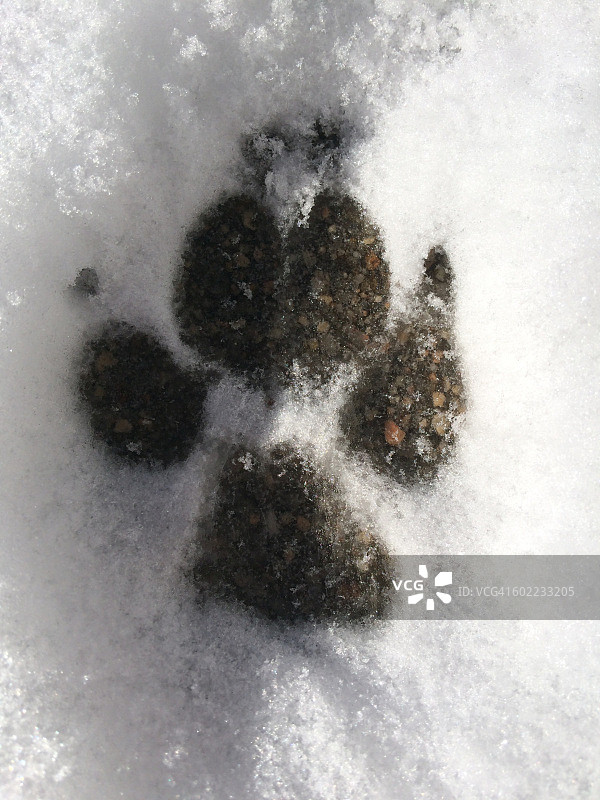 雪地里的宠物图片素材