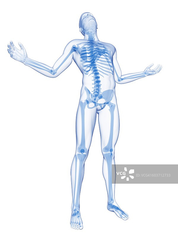 人体骨骼系统，插图图片素材