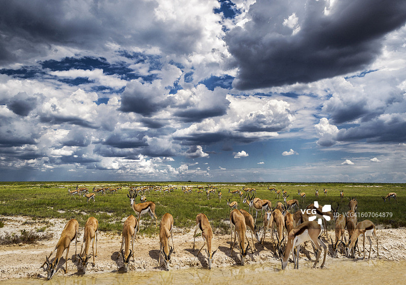 跳羚群、纳米比亚图片素材