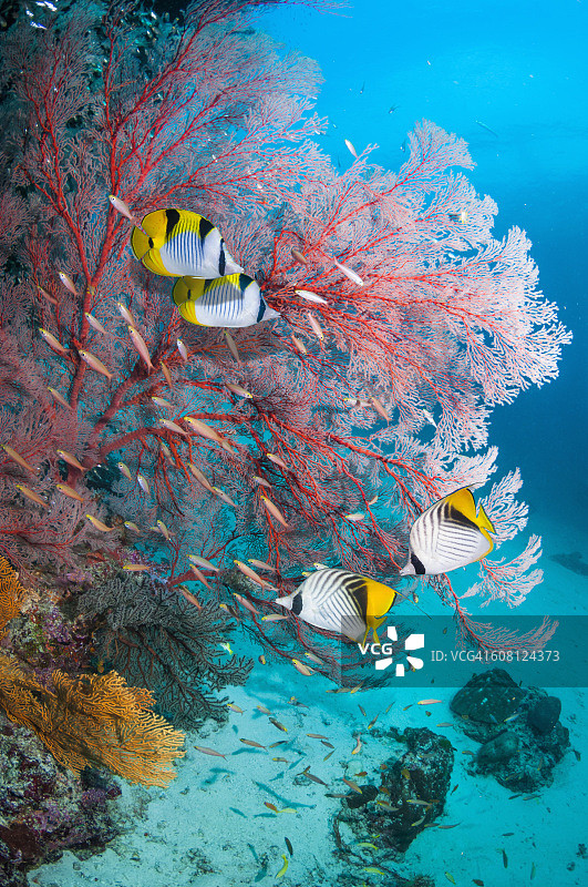 珊瑚礁风景与蝴蝶鱼图片素材