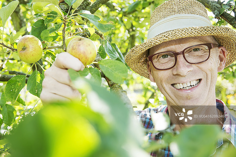 快乐分配的园丁收获苹果的肖像图片素材