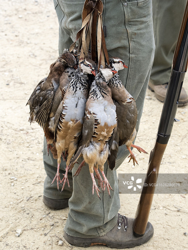 死鹧鸪挂在猎人的腰带上，用猎枪，(阿勒托利斯鲁法)。图片素材