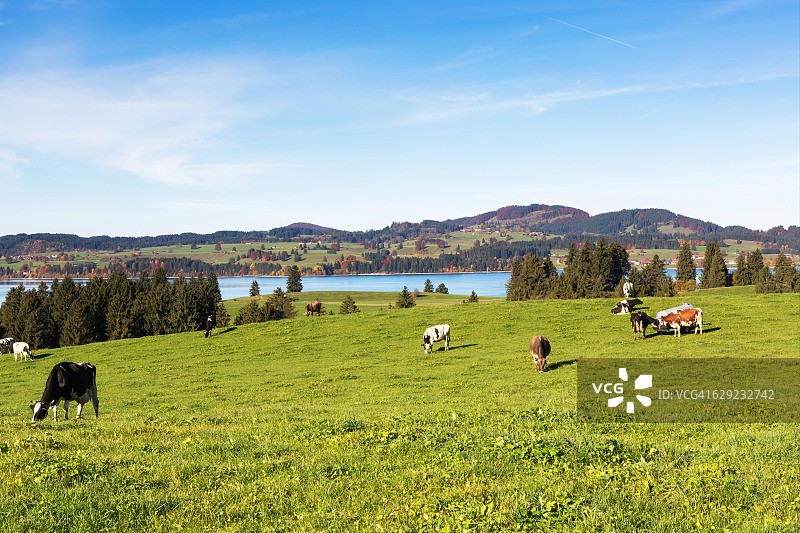巴伐利亚/德国的快乐奶牛图片素材