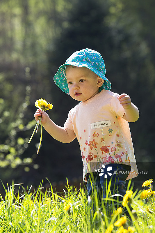 小女孩在草地上采摘蒲公英图片素材