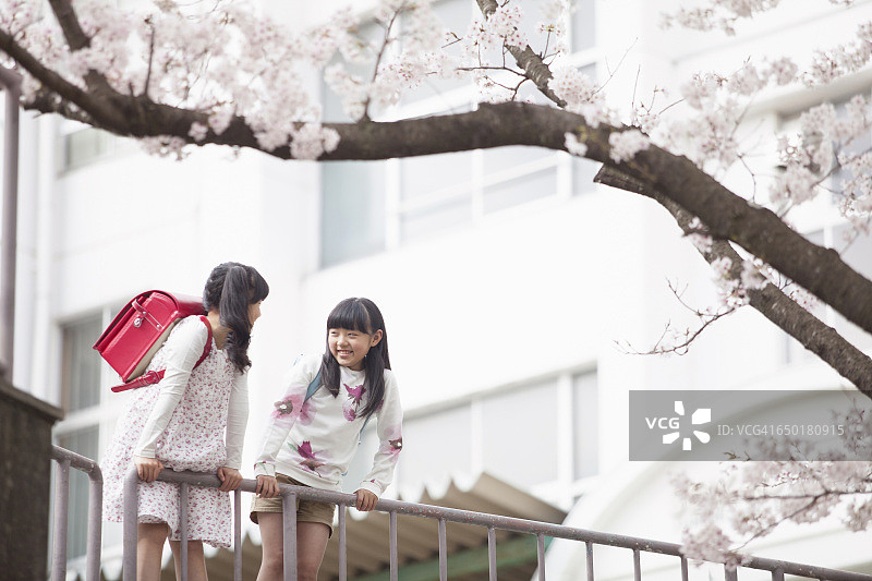 日本小学生盯着樱图片素材