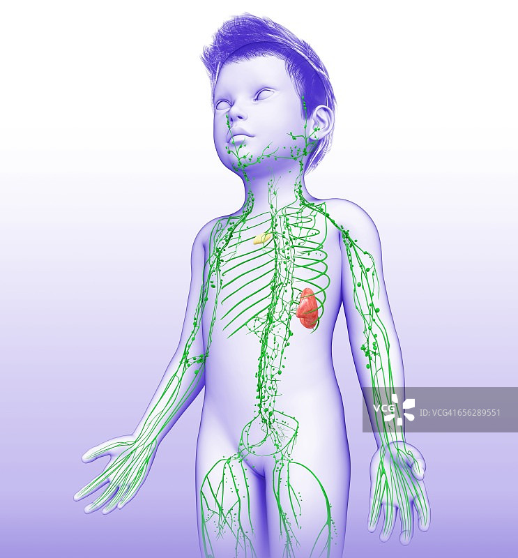 一个孩子的淋巴系统，插图图片素材