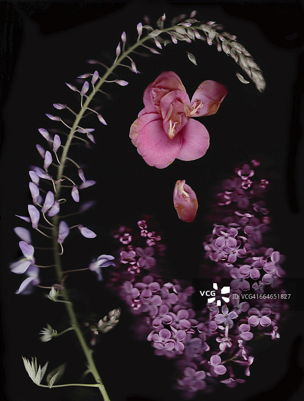 紫藤，茶花和丁香在黑色的背景图片素材
