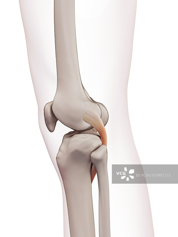 人工膝关节的肌肉图片素材