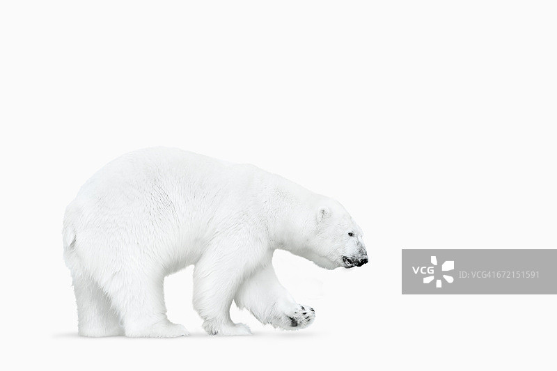 北极熊在白色的背景上行走图片素材