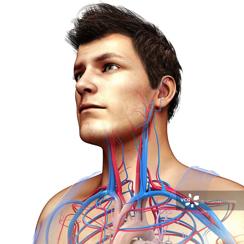 男性颈部和胸部血管，图示图片素材