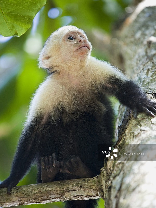 一张卷尾猴坐在树上向上看的特写(卷尾猴)图片素材