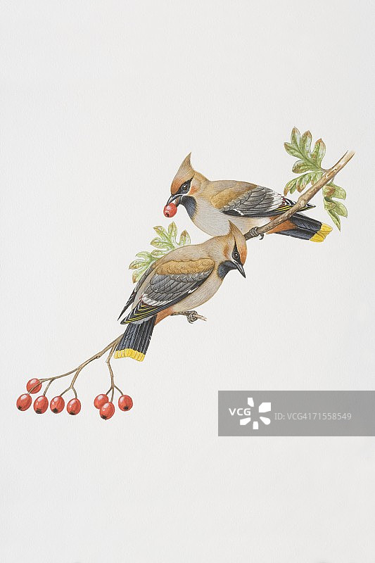 Bombycilla garrulus，两只波西米亚蜡翼鸟栖息在红色浆果树枝上，其中一只嘴里叼着一个水果。图片素材
