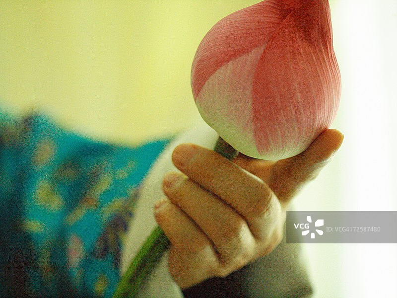 一个人的手握着莲花的花蕾的特写图片素材