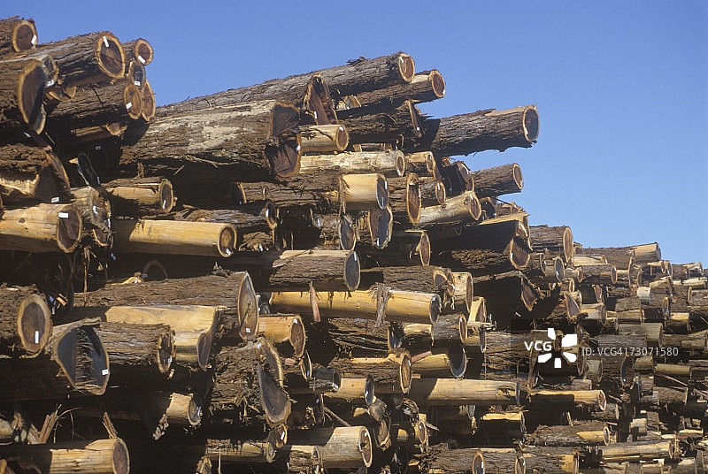 加州威利茨一家木材厂的一堆待加工的原木。图片素材
