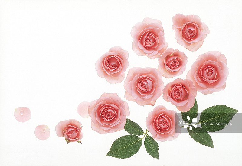 粉红色的玫瑰。图片素材