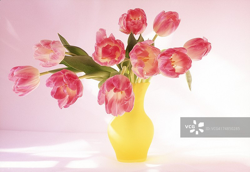 花瓶里粉红色花朵的特写。图片素材
