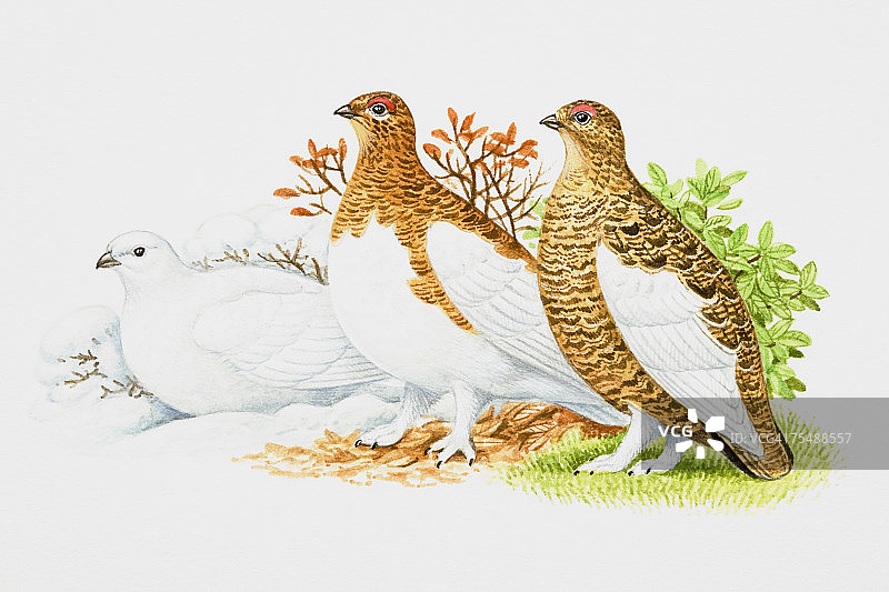 图显示夏季，秋季和冬季柳松鸡的羽毛图片素材
