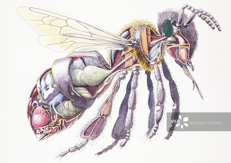 蜜蜂(Apis mellifera)，内部解剖，横截面图片素材