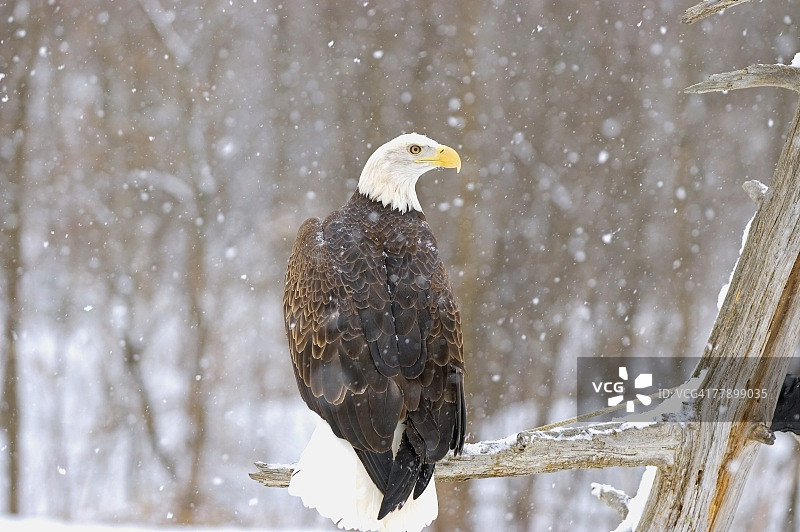 雪中的秃鹰图片素材