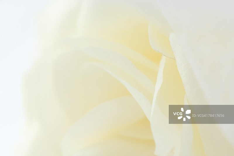 白玫瑰，特写镜头图片素材