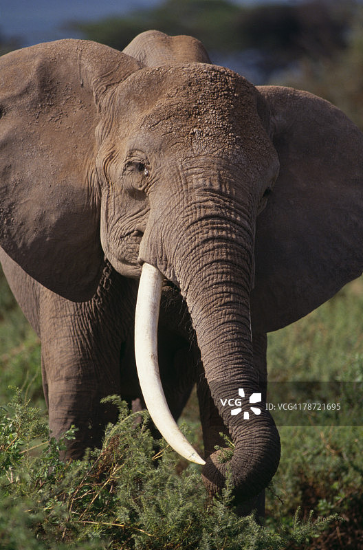 成年大象从灌木丛中采摘树叶图片素材