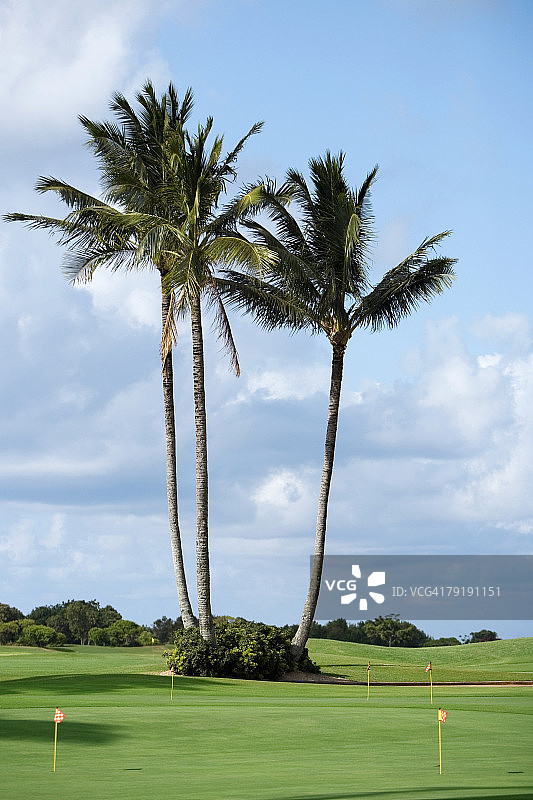 高尔夫球场上的棕榈树图片素材