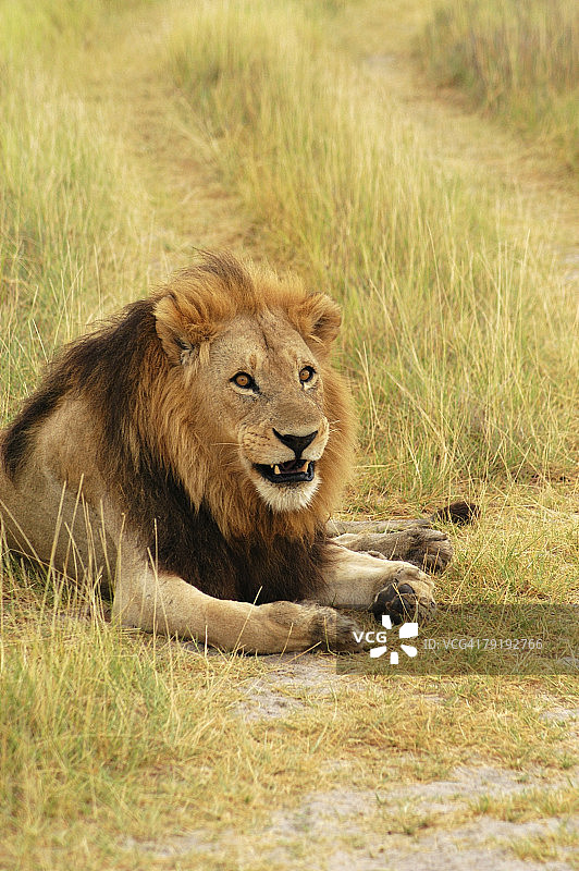 狮子(狮子王)坐在一条小路上，奥卡万戈三角洲，博茨瓦纳图片素材