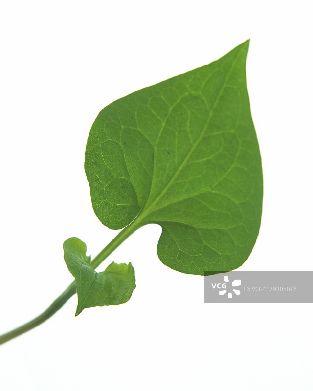 茎上的两片叶子，高角度视角，近距离观察图片素材