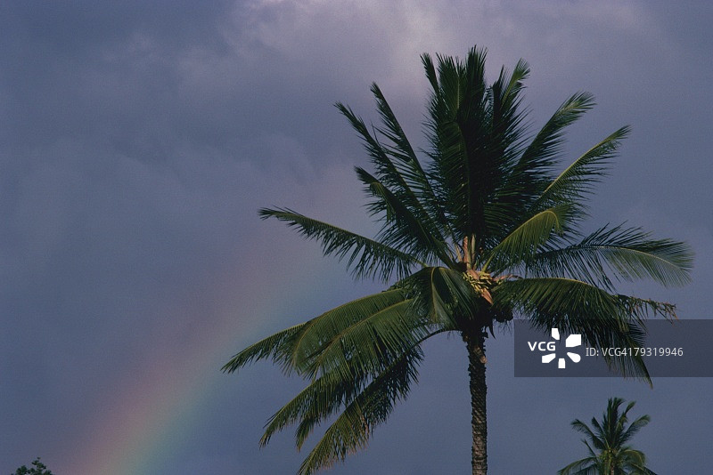 一棵棕榈树对着彩虹天空，低角度的观点图片素材
