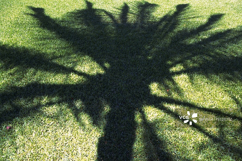棕榈树的阴影，高角度视角图片素材