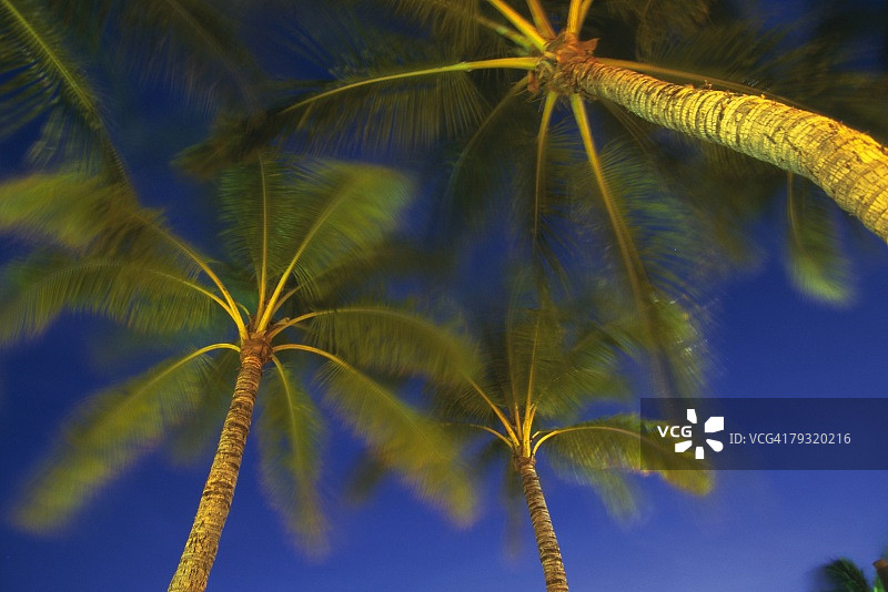 棕榈树对着夜空，低角度的视角，模糊的运动图片素材