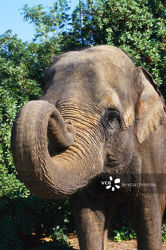 大象蜷曲着鼻子图片素材