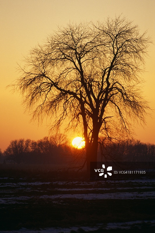 橡树的剪影，冬天的日落图片素材