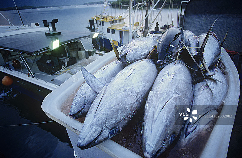 金枪鱼在渔船上的集装箱，黎明，凯恩斯，澳大利亚图片素材