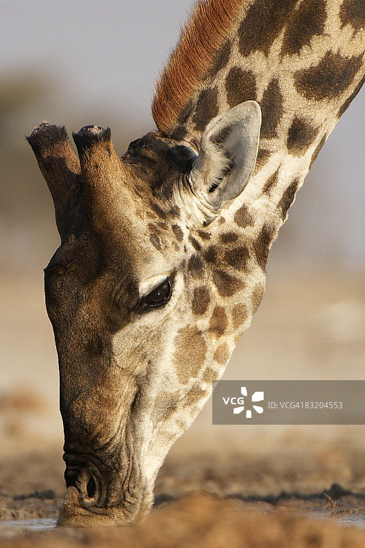 长颈鹿(长颈鹿camelopardalis)在水坑喝水的特写。埃托沙国家公园，纳米比亚。图片素材