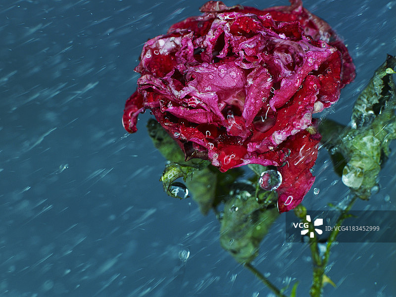 雨中枯萎的玫瑰。图片素材
