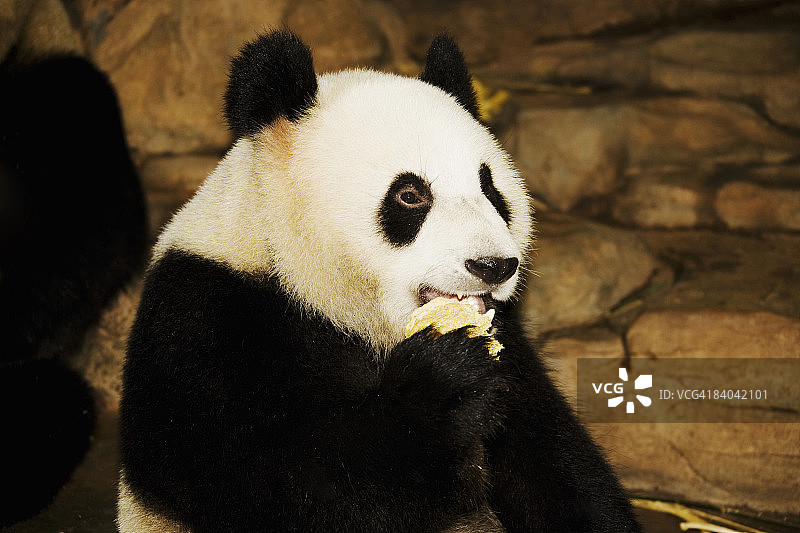 熊猫特写，湘江野生动物园，广州，广东省，中国图片素材