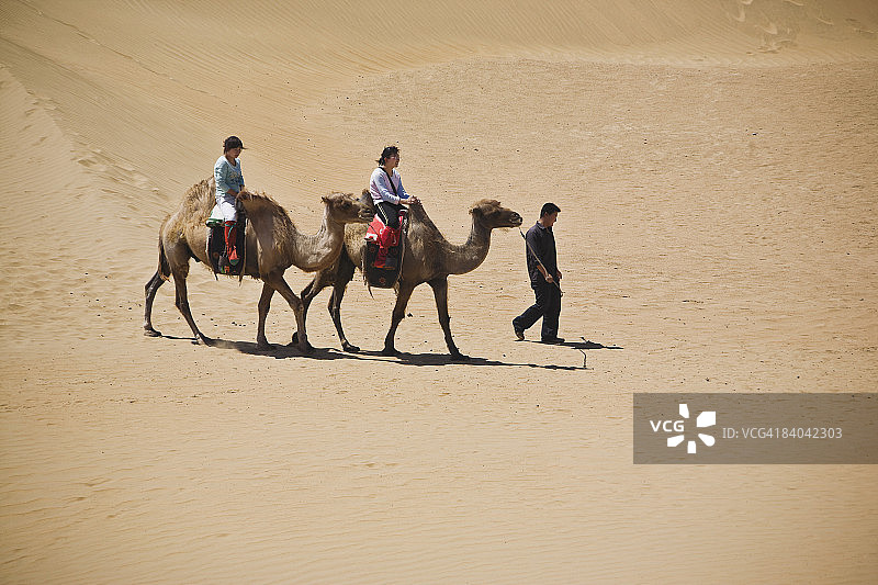 中国内蒙古库布其沙漠，两个人骑着骆驼图片素材