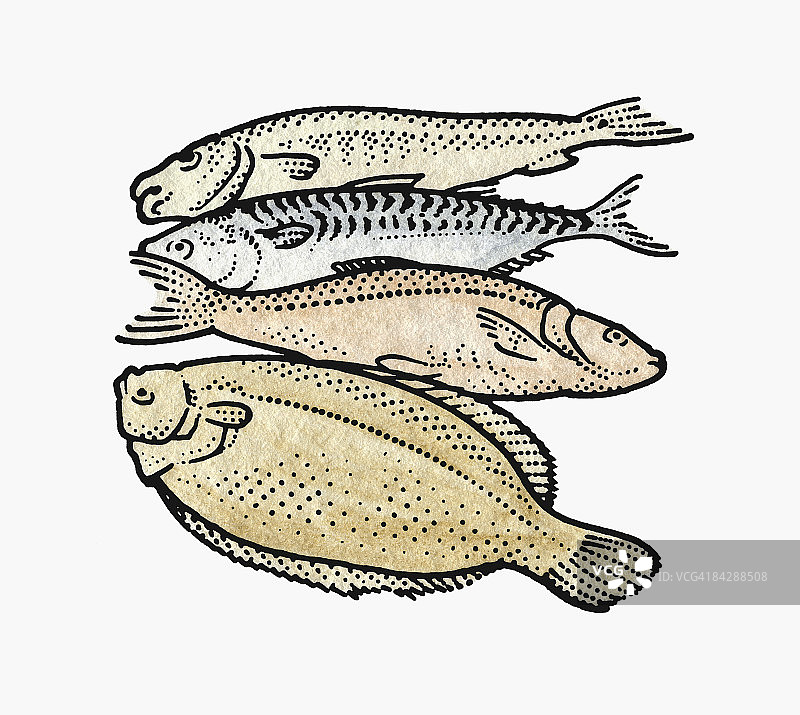 四种生鱼，包括比目鱼和鳟鱼图片素材