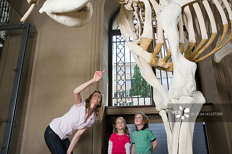 母亲和孩子们在看一具大象骨架图片素材