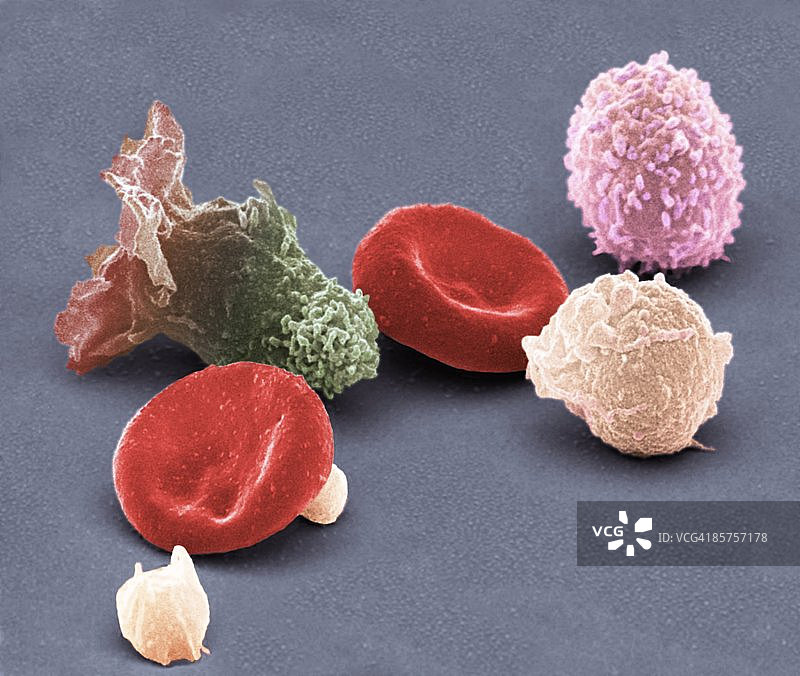 人类血细胞，彩色扫描电子显微镜图片素材