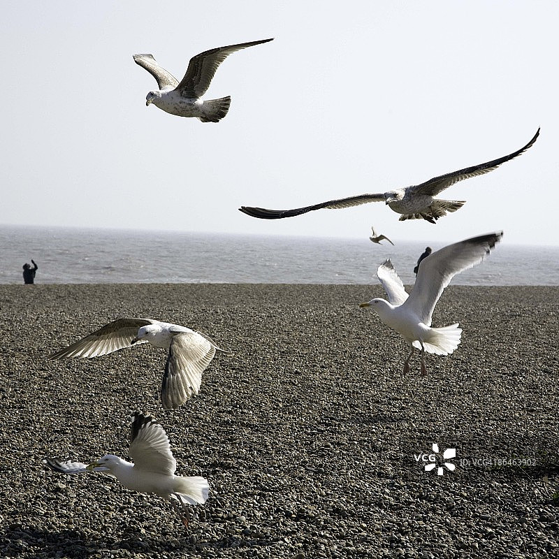 海鸥飞过海滩图片素材