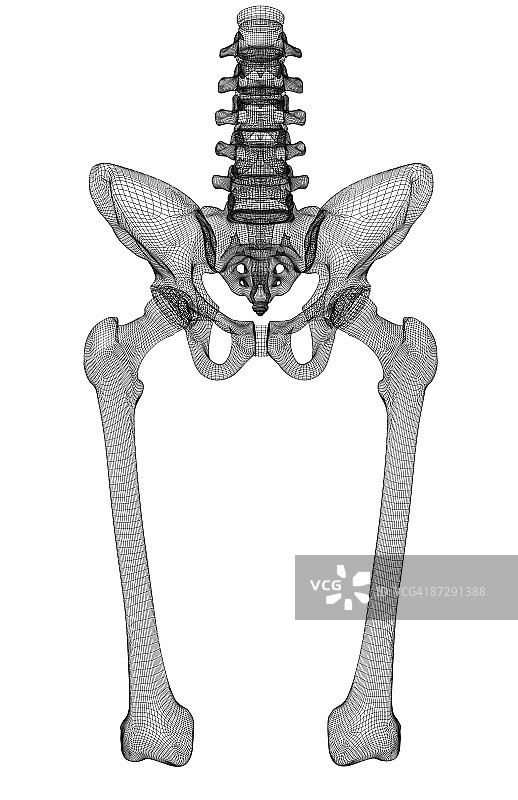 骨盆和股骨图片素材