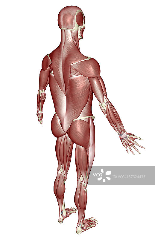 肌肉系统图片素材